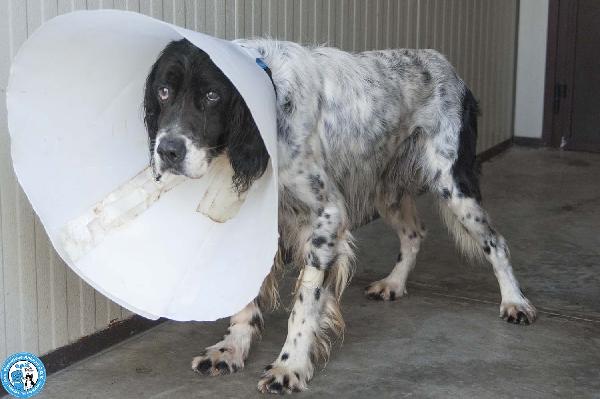 Zack, un setter che sogna il divano non un box Foto 2